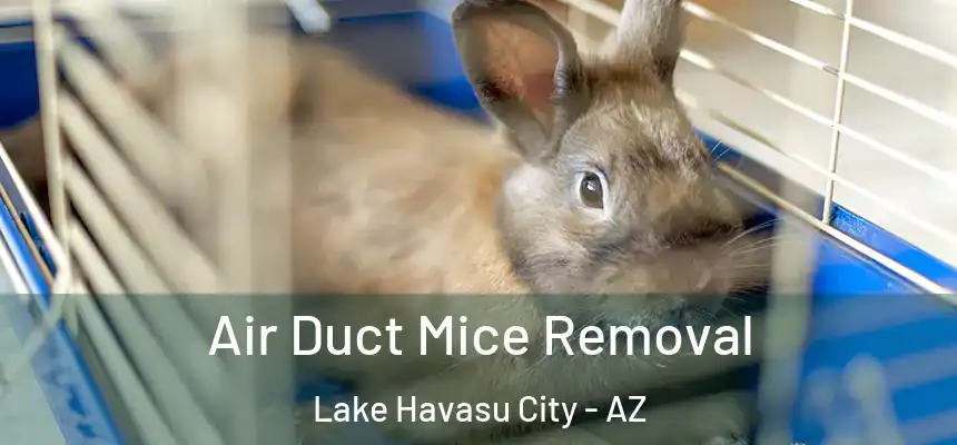  Air Duct Mice Removal Lake Havasu City - AZ